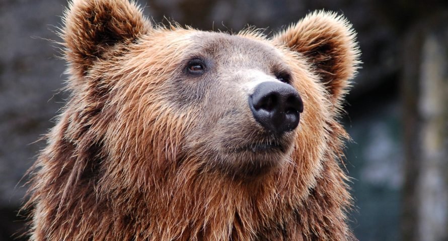 Bitcoin Price Still Heading for a Tumble as Bears Hold Dominance Bitcoin Price Still Heading for a Tumble as Bears Hold Dominance