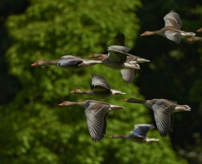 bitsonline-flock-of-geese-e1549867990705.jpg