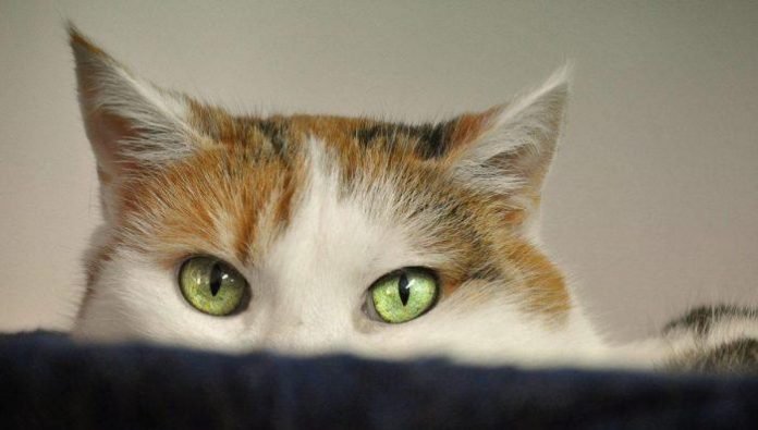 cat-2671118_1920.jpg