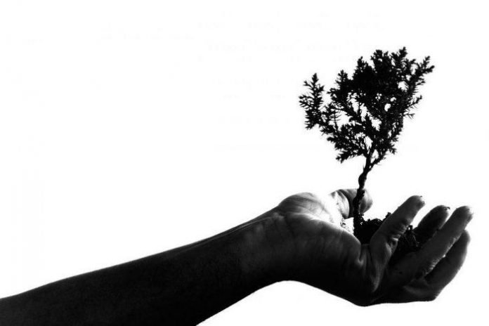 tree_planting.jpg