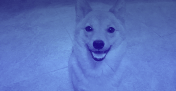 Dogecoin-lists-on-Binance-exchange-So-Much-Wow.png Dogecoin lists on Binance exchange (So Much Wow)